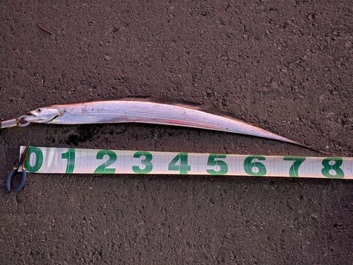 タチウオの釣果