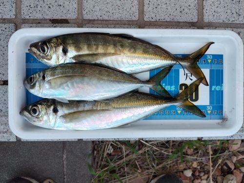 アジの釣果