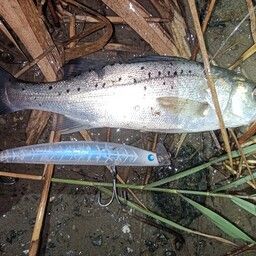 セイゴ（タイリクスズキ）