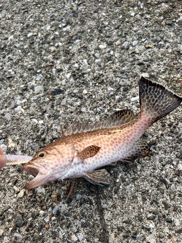 オオモンハタの釣果