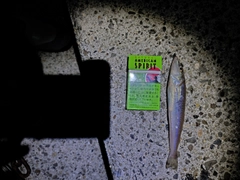 シロギスの釣果