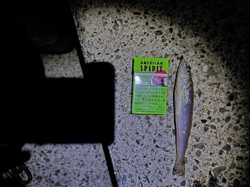 シロギスの釣果