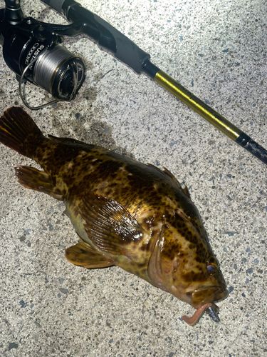 タケノコメバルの釣果