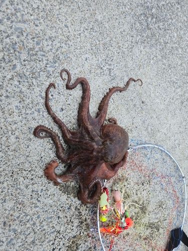 タコの釣果