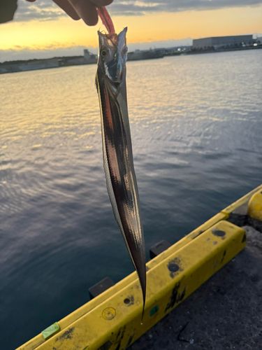 タチウオの釣果