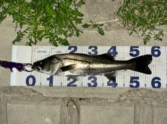 シーバスの釣果