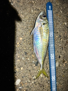 マアジの釣果