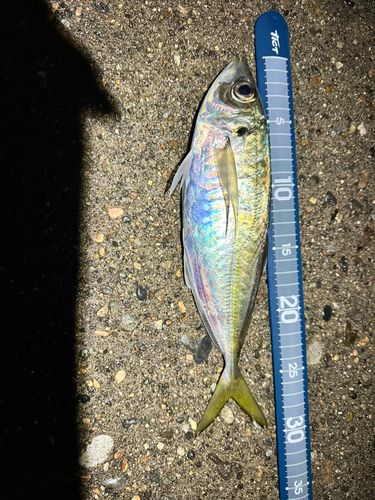 マアジの釣果