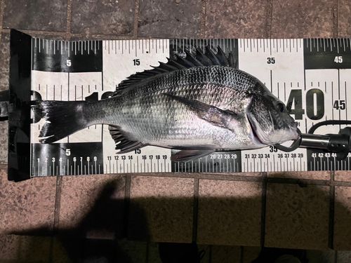 クロダイの釣果