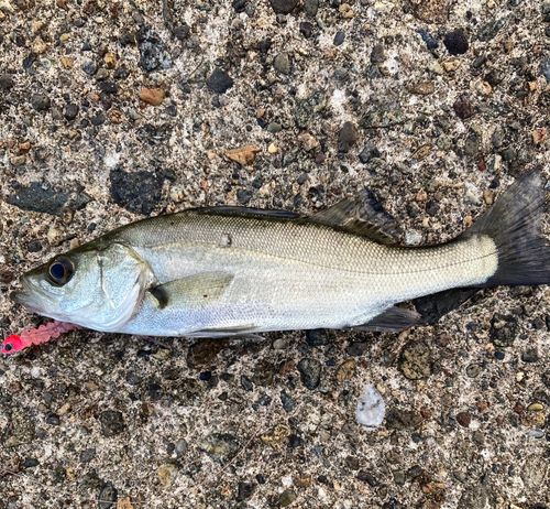 セイゴ（マルスズキ）の釣果