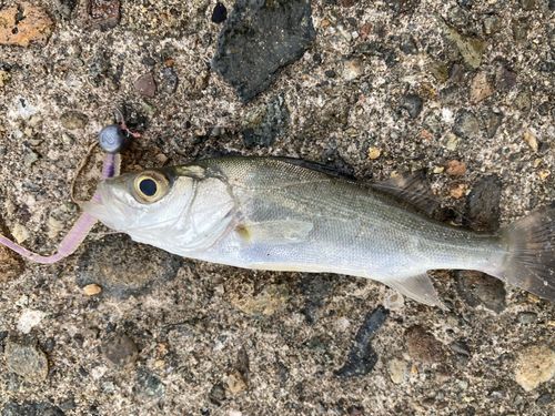 セイゴ（マルスズキ）の釣果