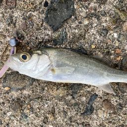 セイゴ（マルスズキ）