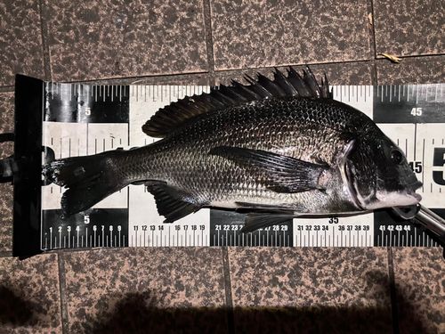 クロダイの釣果