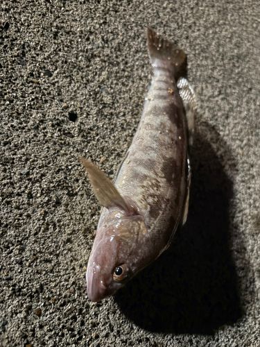 アイナメの釣果