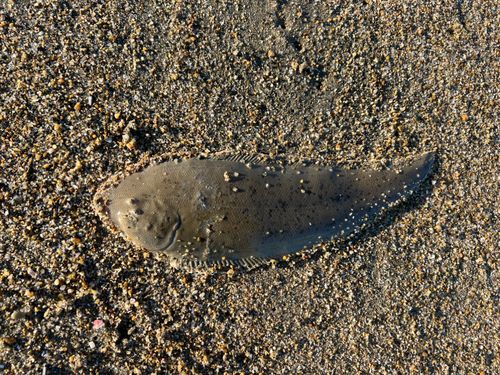 シタビラメの釣果