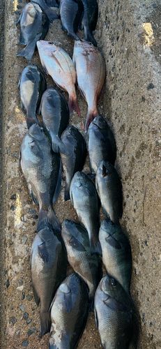 クチブトグレの釣果