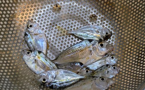 ヒイラギの釣果