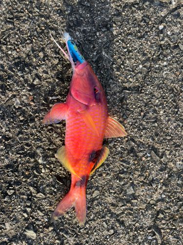 オジサンの釣果