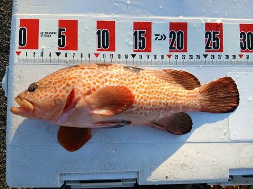 キジハタの釣果