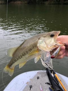 ラージマウスバスの釣果