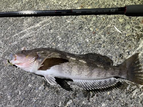 アイナメの釣果