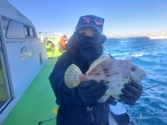 カワハギの釣果