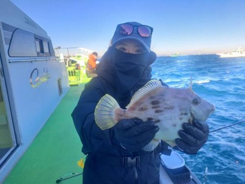 カワハギの釣果