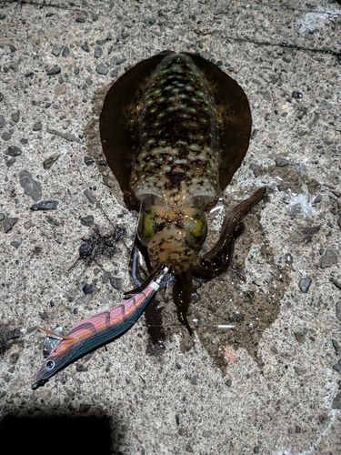 アオリイカの釣果