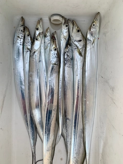 タチウオの釣果