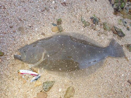 ヒラメの釣果