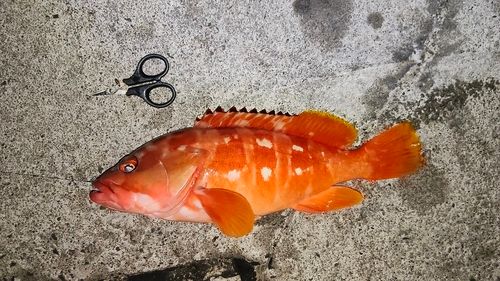 アカハタの釣果