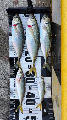 マアジの釣果