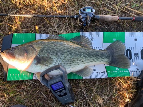 ブラックバスの釣果