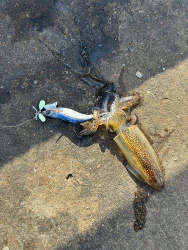 ヒイカの釣果