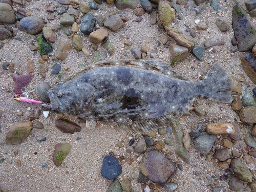 ヒラメの釣果