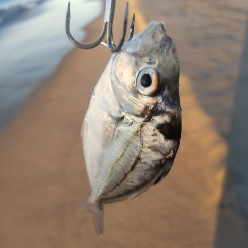 ヒイラギの釣果