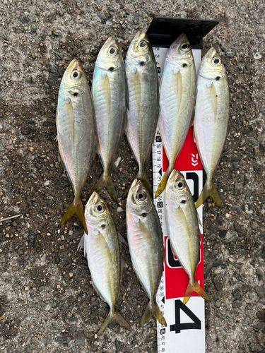 アジの釣果