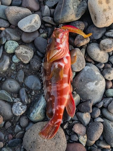 セイゴ（ヒラスズキ）の釣果