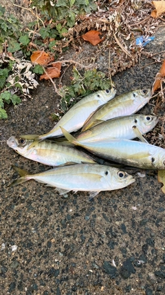 アジの釣果