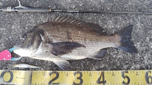 チヌの釣果