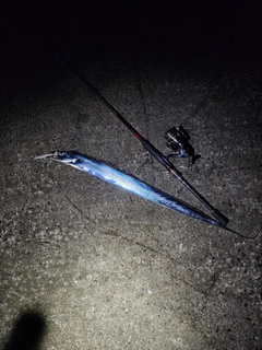 タチウオの釣果