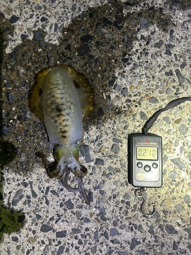 周防大島（屋代島）