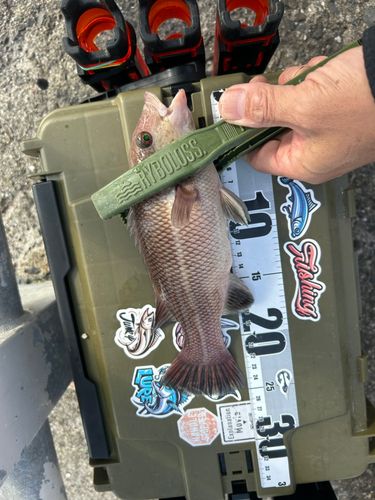 コブダイの釣果