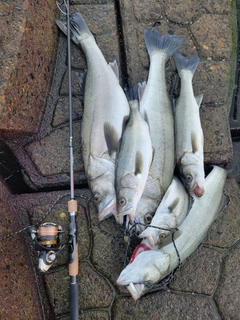 シーバスの釣果