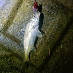 セイゴ（マルスズキ）