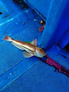 ホウボウの釣果