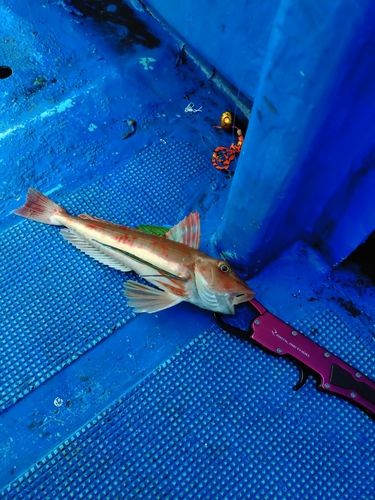 ホウボウの釣果