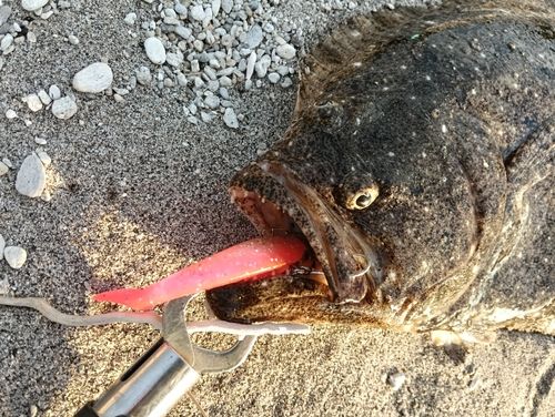 ヒラメの釣果