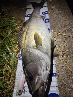 シーバスの釣果