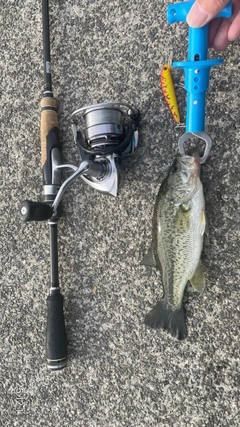 ラージマウスバスの釣果